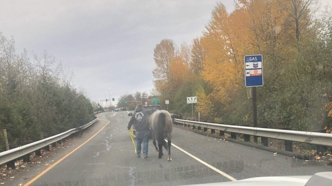 For the second time this year, Chaos the horse leaves home for state Route 512