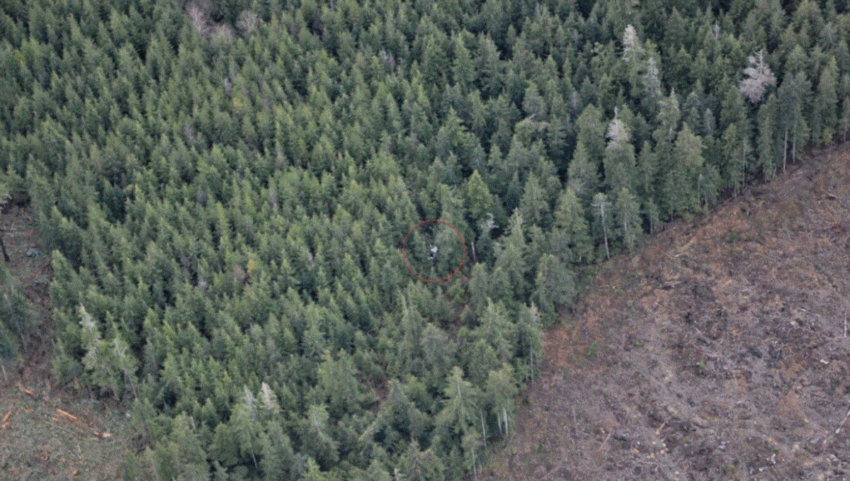 A red circle denotes the location of Rodney Collen’s crashed airplane.