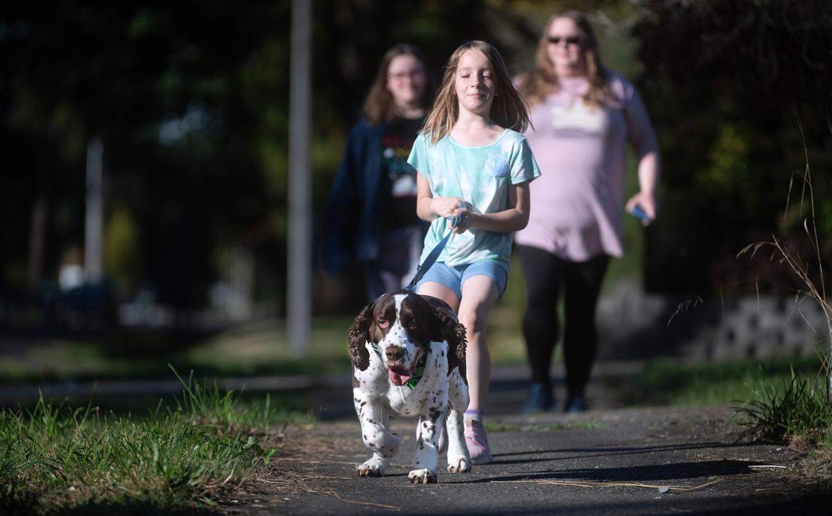 Lily Curfman tries to hold back an excited Pippin, the family’s five-year-old Springer Spaniel who was voted Pierce County’s Cutest Dog in a News Tribune poll. He is shown near his home in Puyallup, Washington, on Monday, Oct. 7, 2024.