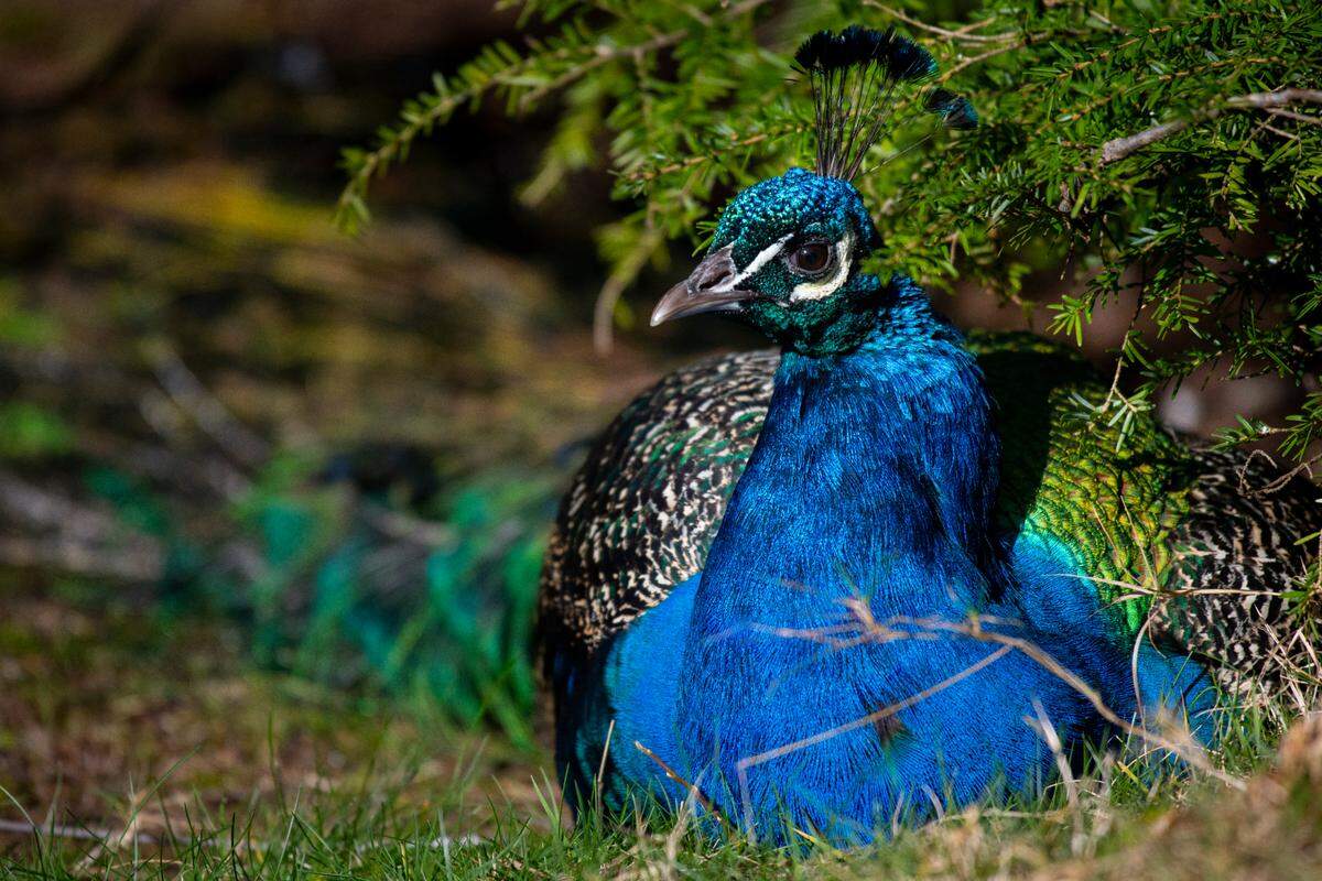 Kevin the peacock was Point Defiance Zoo & Aquarium’s last remaining peafowl. He was euthanized Saturday.