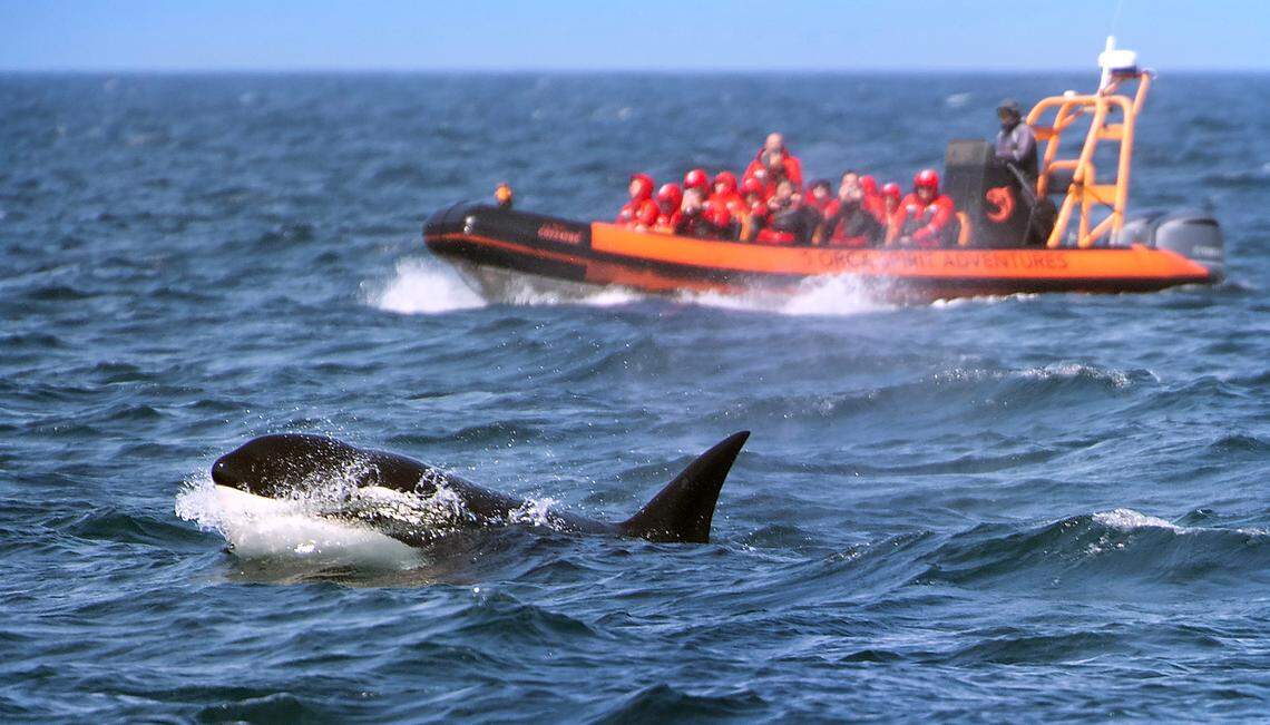 A orca pops out of the Salish Sea south of the San Juan Islands as seen from the Puget Sound Express’ Red Head whale watching passenger ferry from Friday Harbor, Washington, on San Juan Island to Port Townsend on Monday, June 26, 2023.
