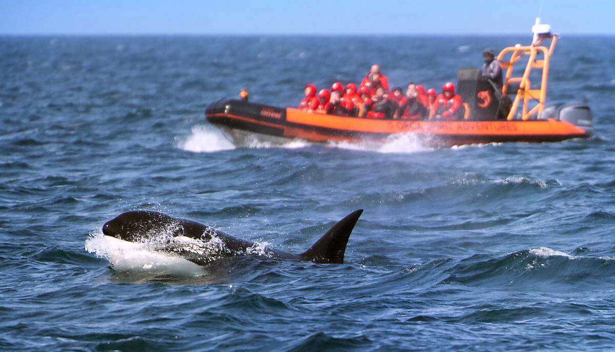 A orca pops out of the Salish Sea south of the San Juan Islands as seen from the Puget Sound Express’ Red Head whale watching passenger ferry from Friday Harbor, Washington, on San Juan Island to Port Townsend on Monday, June 26, 2023.