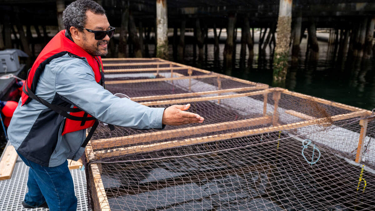 Alexis Beard, STEM robotics instructor, tosses fish food into a pin filled with hundreds of thousands of tiny salmon that the Science and Math Institute is caring for in its fisheries class on Thursday, May 26, 2022, at Point Defiance Marina in Tacoma. The fish, which were donated by several state agencies and the Puyallup Tribe, will be released into Puget Sound later this month.