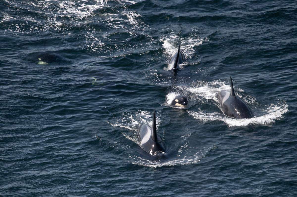 It’s unusual that orcas of the J Pod are seen this far south of Point Defiance, experts say. The pod was seen here by the Tacoma Narrows Bridge on Saturday, Sept. 20, 2025.