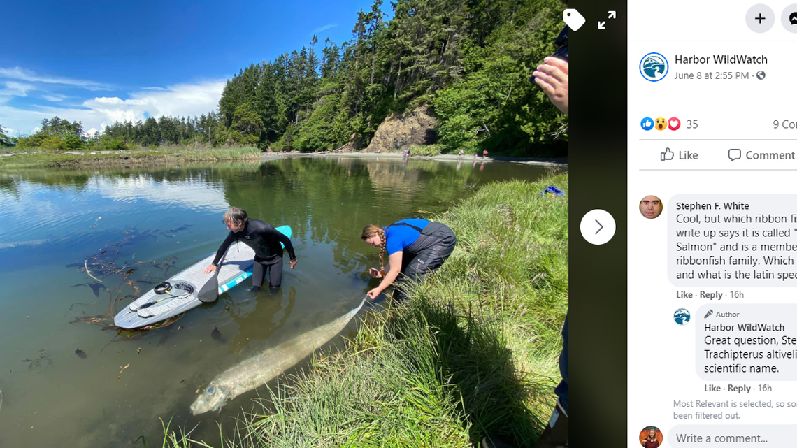 Video: Creepy deep-sea fish with ‘alarmingly large eye’ spotted at Washington shore