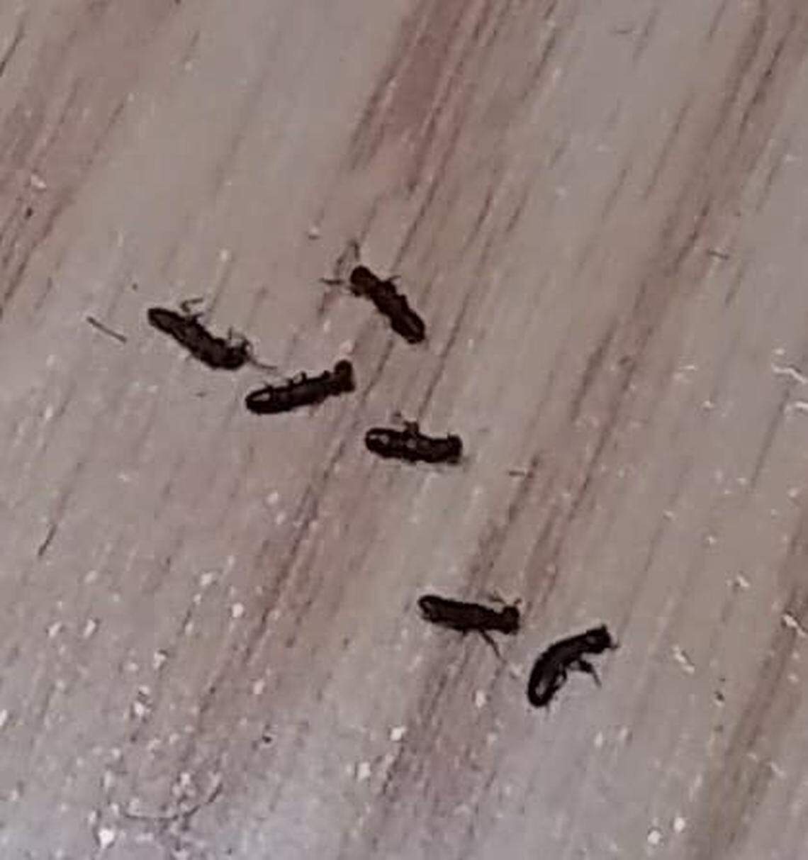 An image of Subterranean termites.