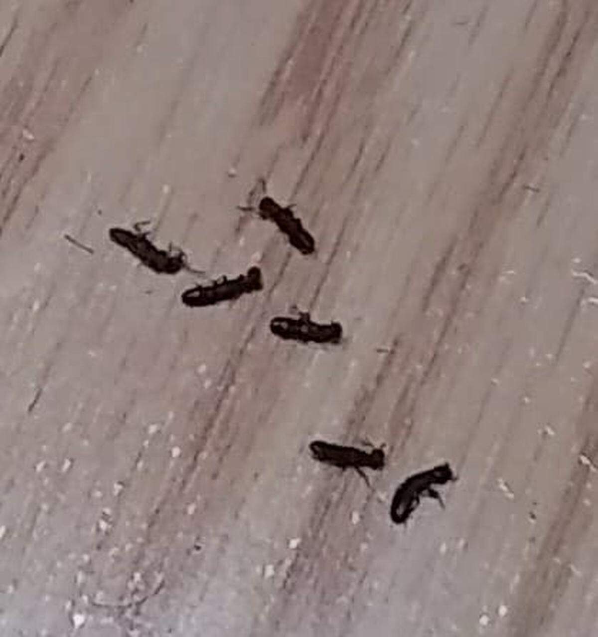 An image of Subterranean termites.