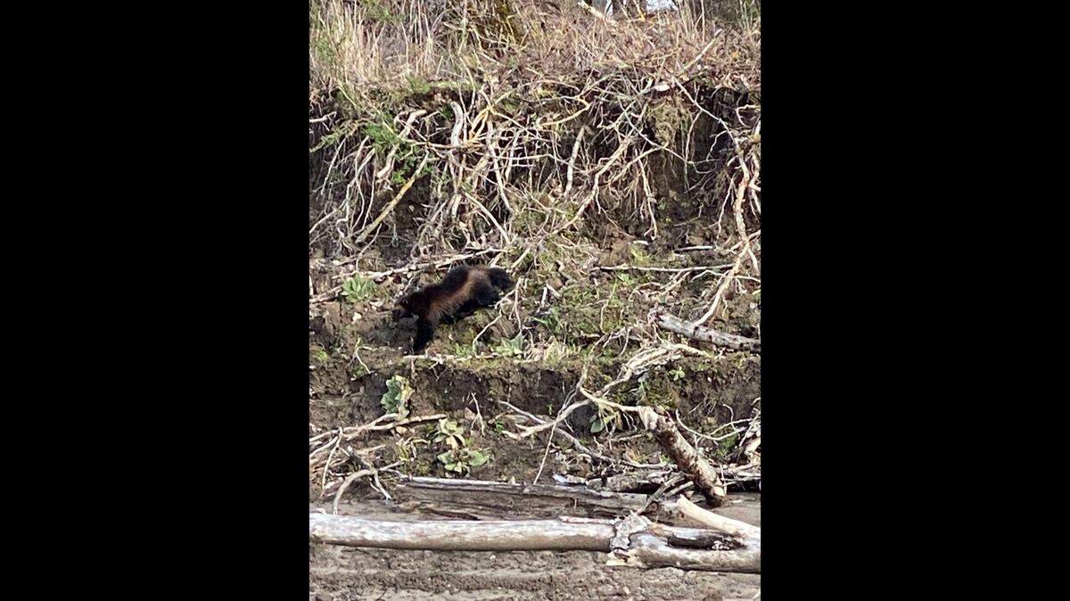 A “rare” and “threatened” creature was seen along the Columbia River near Portland by two fishers March 20, Oregon wildlife officials said.