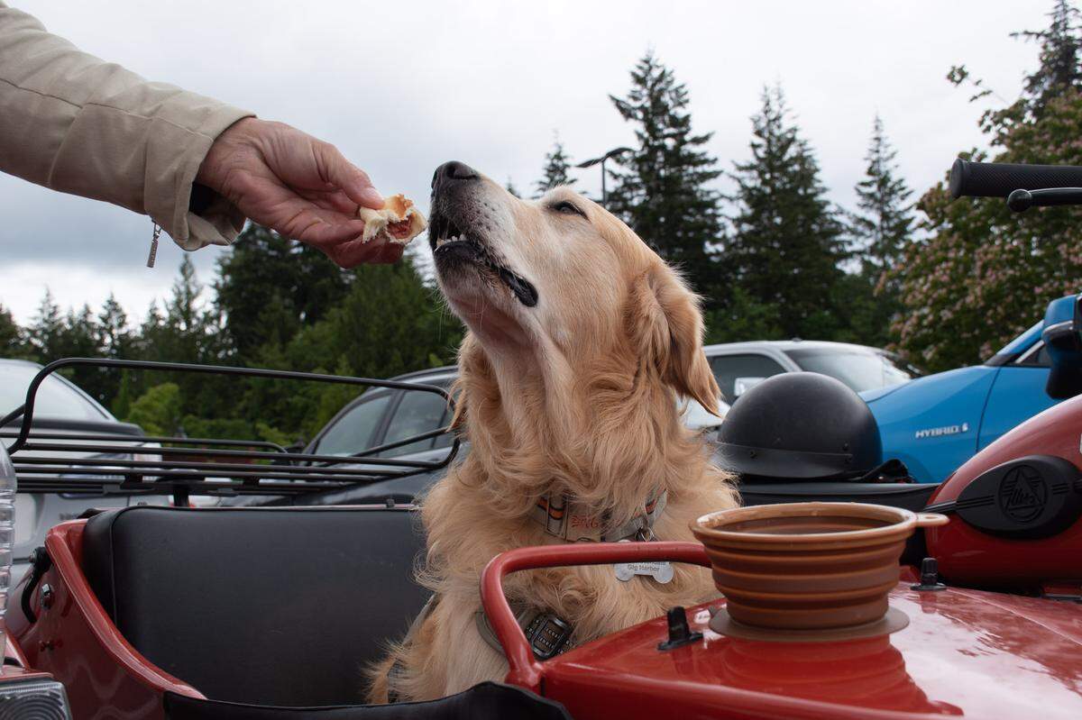 Mike Stevens, of Gig Harbor, hand feeds a Costco hot dog to his dog Buddy, also known as @sidecarbuddy on social media, after a short motorcycle ride on Monday, June 17, 2024, in Gig Harbor.