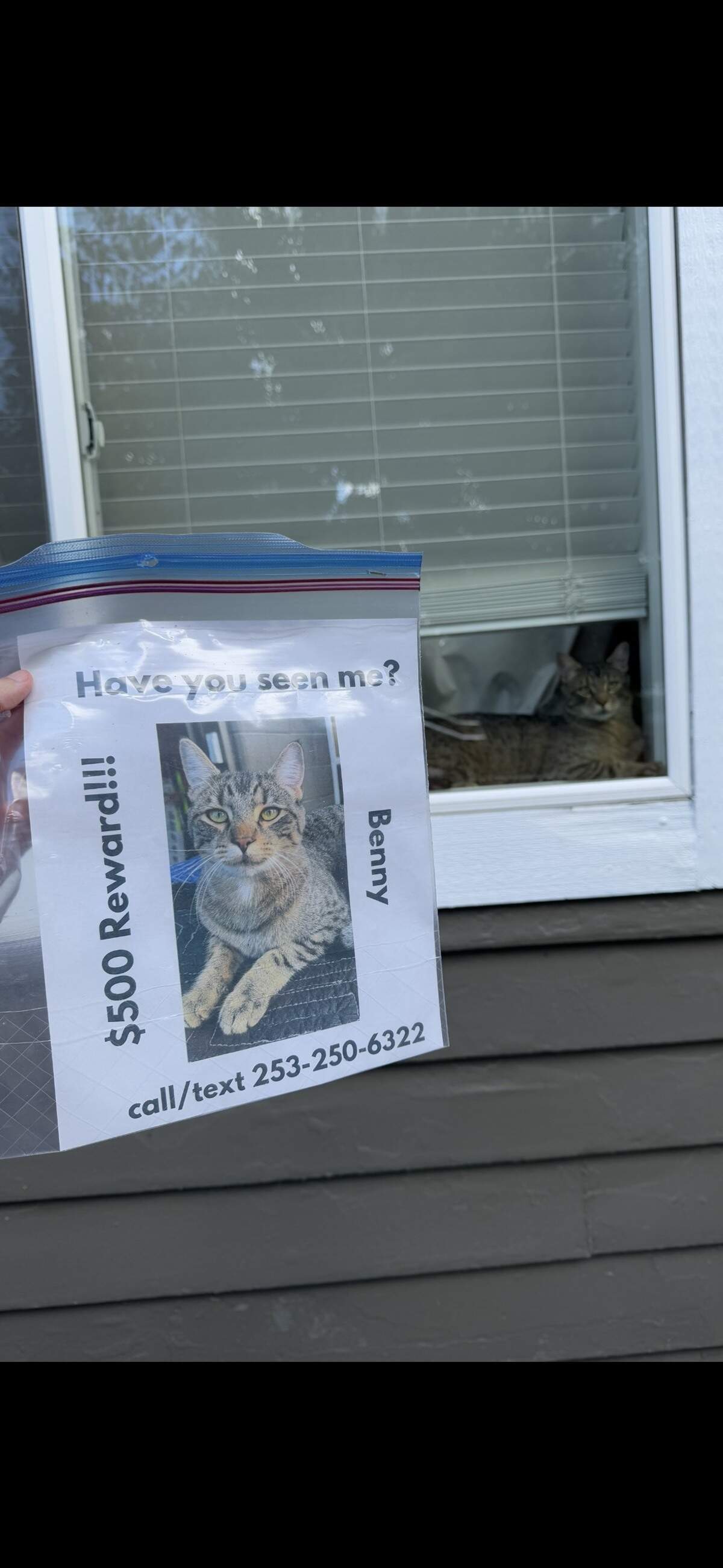 Benny, a 21-month-old tabby, poses with one of his missing cat flyers on Aug. 7, 2025, the day he was reunited with his owners after being gone for eight months.