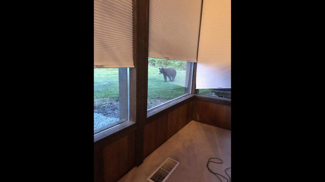 A bear was spotted by a resident May 31 in Oak Harbor on Whidbey Island in Washington. It’s uncommon to see bears on the island, deputies said.