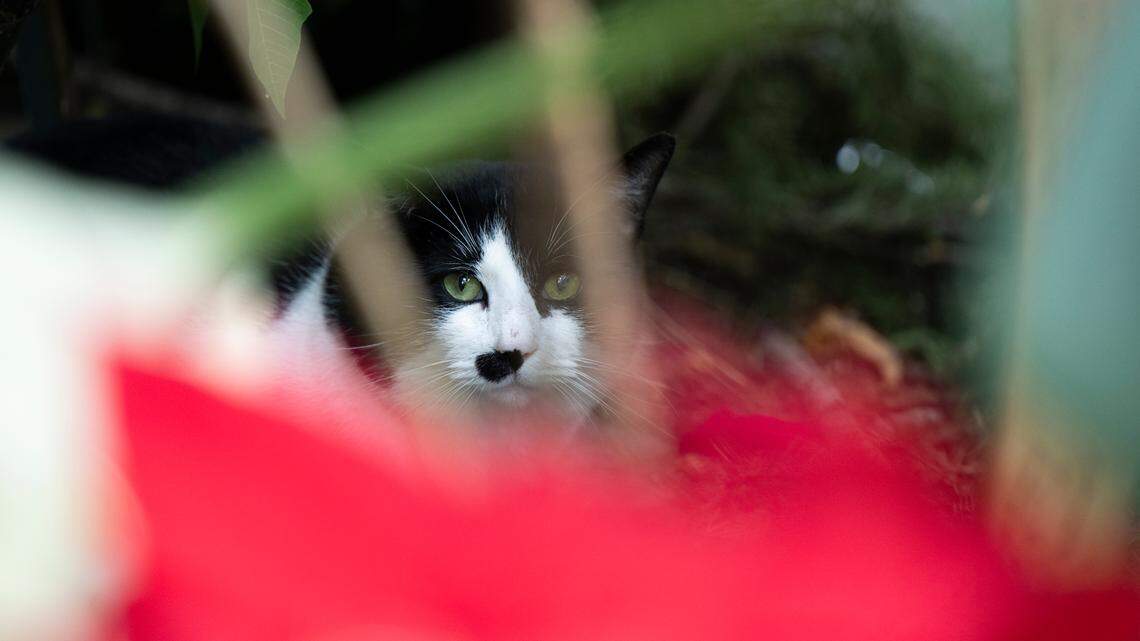 Sneaky stray cat struts into this Tacoma landmark and makes itself right at home