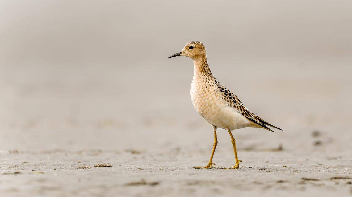 A buff-breasted sandpiper walks on the beach at Willapa National Wildlife Refuge on the southern Washington coast, Sept. 11, 2022.