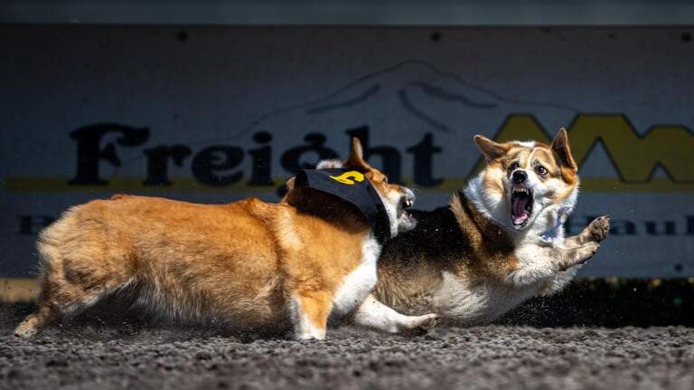 Emerald Downs’ annual corgi race returned on July 24, 2022