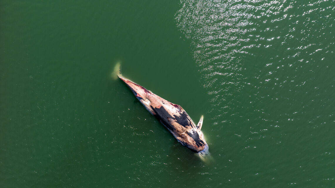 There’s a big dead whale in the Port of Tacoma. Here’s what we know