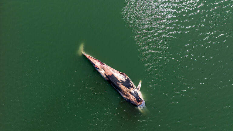 Dead whale in Tacoma towed to island to rot. Questions about its death remain