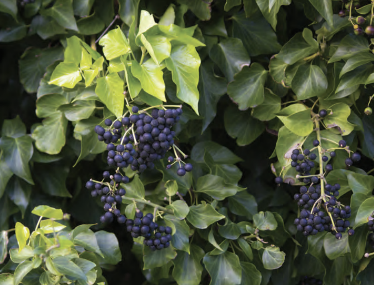 The English Ivy’s leaves and stems contain a sap that can cause a rash. 