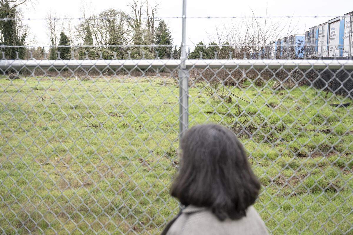 Christina Manetti, founder and president of the Garry Oak Coalition, looks out at a plot of land where a Garry oak tree, estimated to be at least 900 years old, stands on Wednesday, Feb. 4, 2026, in Lakewood, Wash. Plans for a semi-truck and trailer parking lot are in the works for the site.