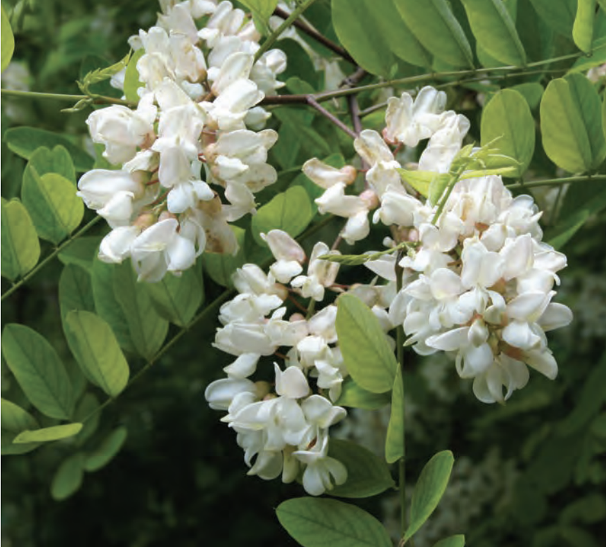 The poison hemlock contains a sap that is poisonous and is present in all portions of the plant.