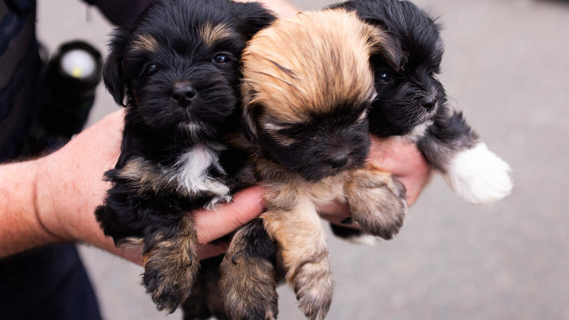 30 Maltese dogs seized from Pierce County home. ‘Things got out of control.’