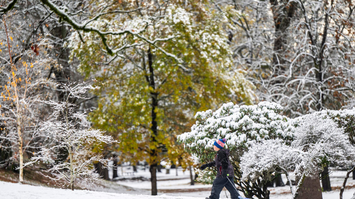 A child pulls a sled up a hill while sledding at Wright Park in Tacoma, Wash. on Dec. 1, 2022. Tacoma Public Schools were closed Thursday after an overnight snowfall.