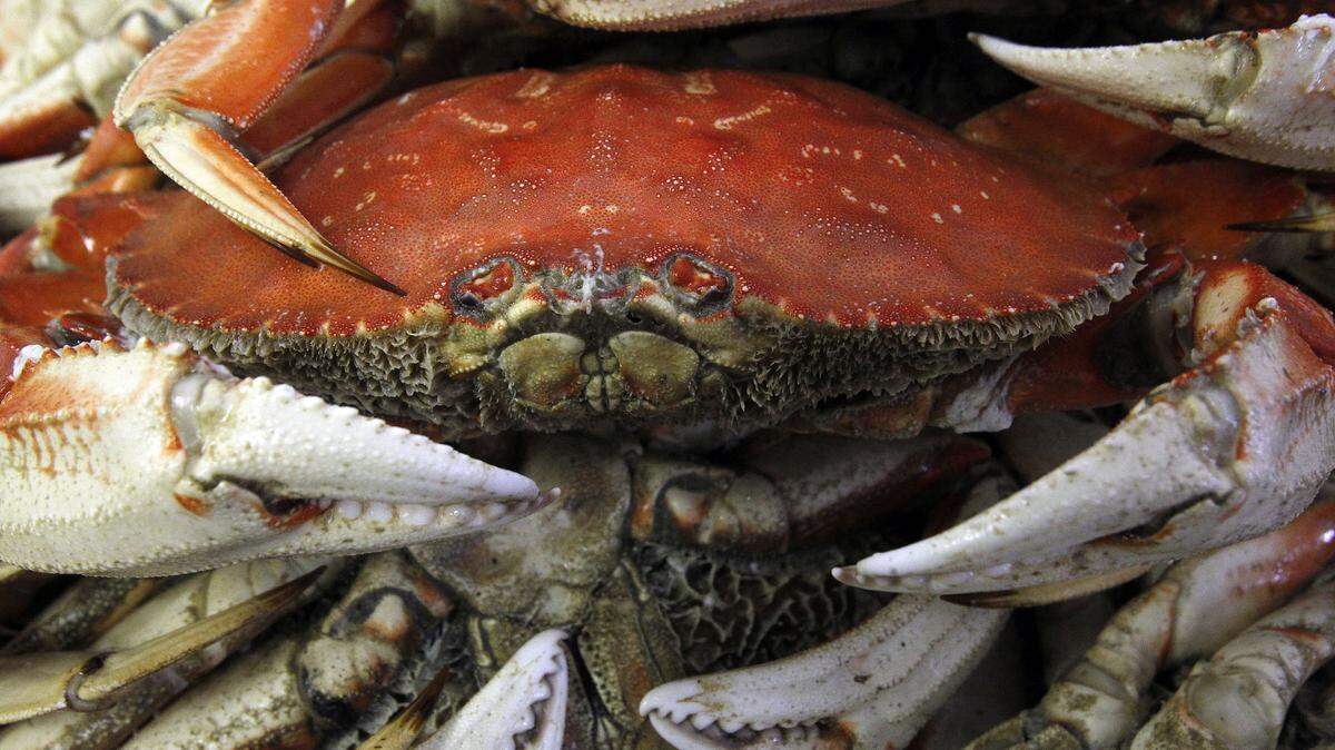 Dungeness crab wait for packing and shipping at Hallmark Fisheries in Charleston, Ore. on Feb. 22, 2011.    For fishermen and the communities that rely on what the boats bring in during a time of year when tourism revenues wilt,  crab, and the $40 million it has brought the fleet in the past 21/2 months, has become a mainstay, not just as the state's largest fishery but as a source of income upon which the Oregon Coast has come to rely.   (AP Photo/The Register-Guard, Kevin Clark)  ORG XMIT: OREUG101