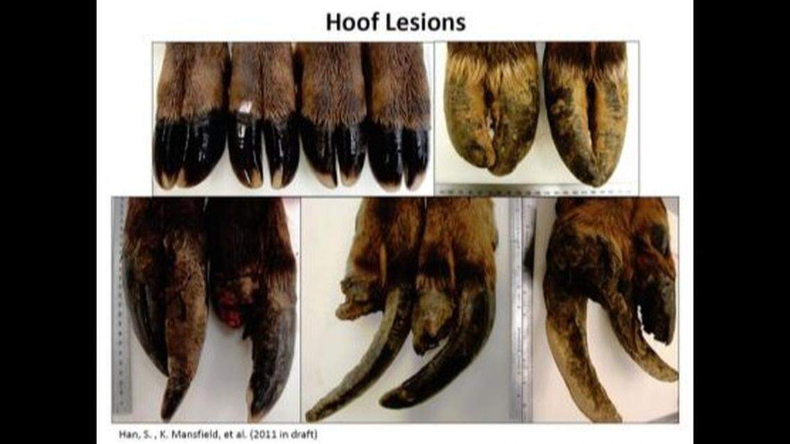 Pictures of gnarly elk hooves show danger of new disease spreading in the west