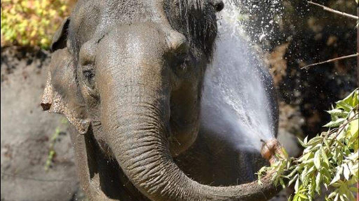 Hanako, an Asian elephant at Point Defiance Zoo & Aquarium, has been diagnosed with cancer in her front left foot.
