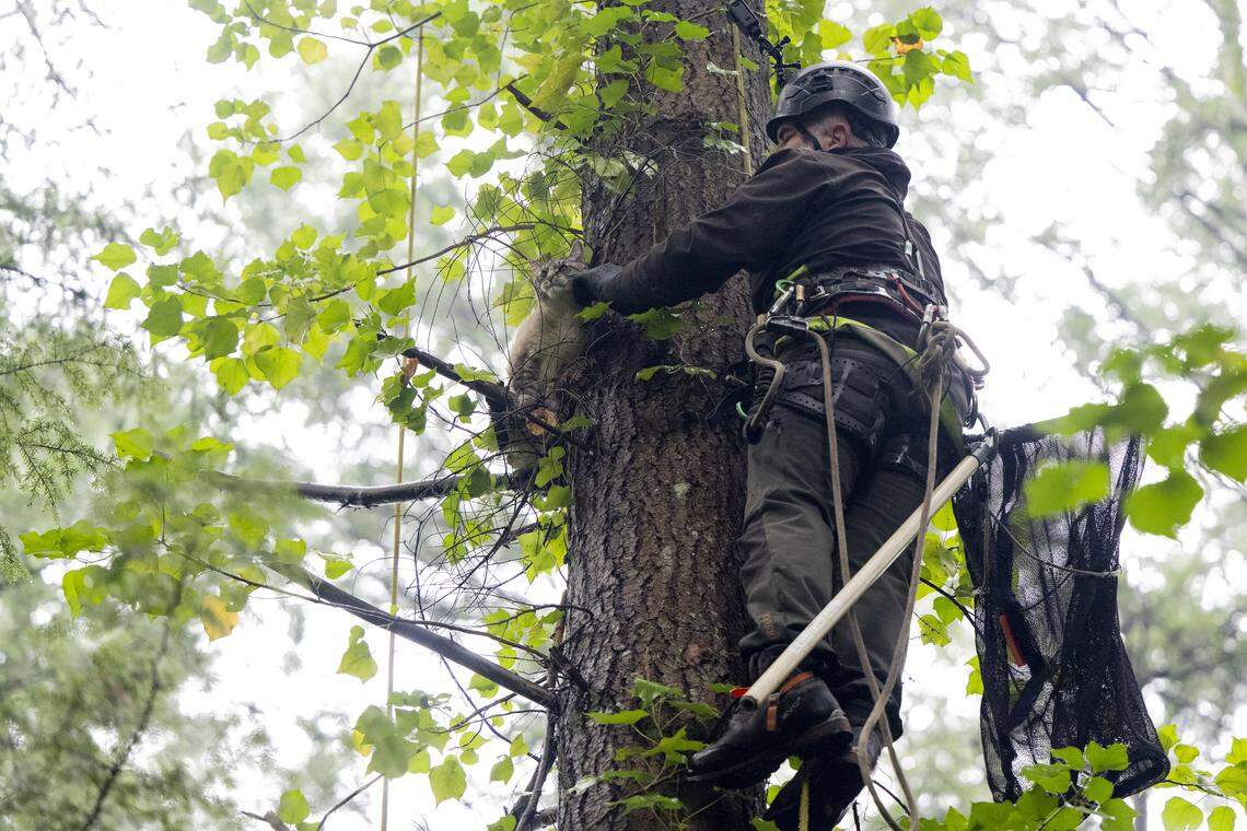 Tom Otto with Canopy Cat Rescue rescues Yeti, a cat that’s been stuck in a tree for over a day, on Friday, Jan. 2, 2026 in Lake Tapps.