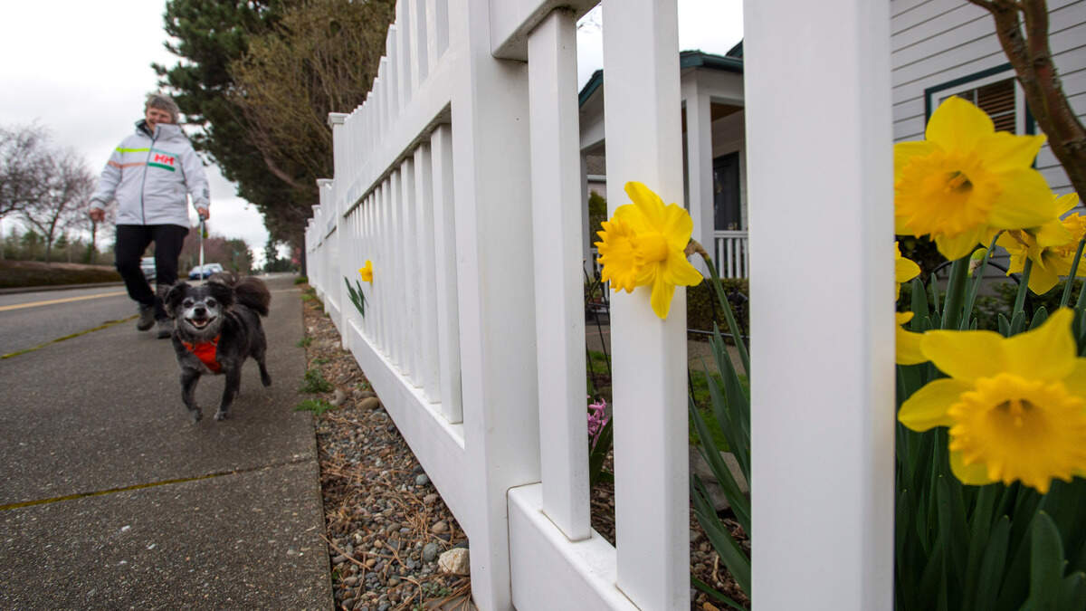 Daffodils peeking through the gaps of a picket fence is a sure sign of spring arriving said Bernie Howell, who dodged raindrops to walk her Chihuahua mix “Squirt” on Edwards Drive in Gig Harbor. “Today seems like a spring day with the mix of sun and rain,” said Howell.