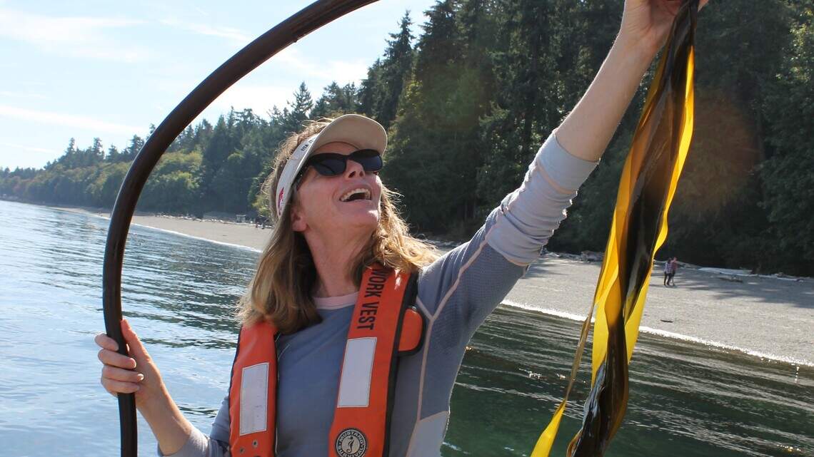 They look like whips and can grow up to a foot a day. Will Tacoma’s bull kelp go legit?