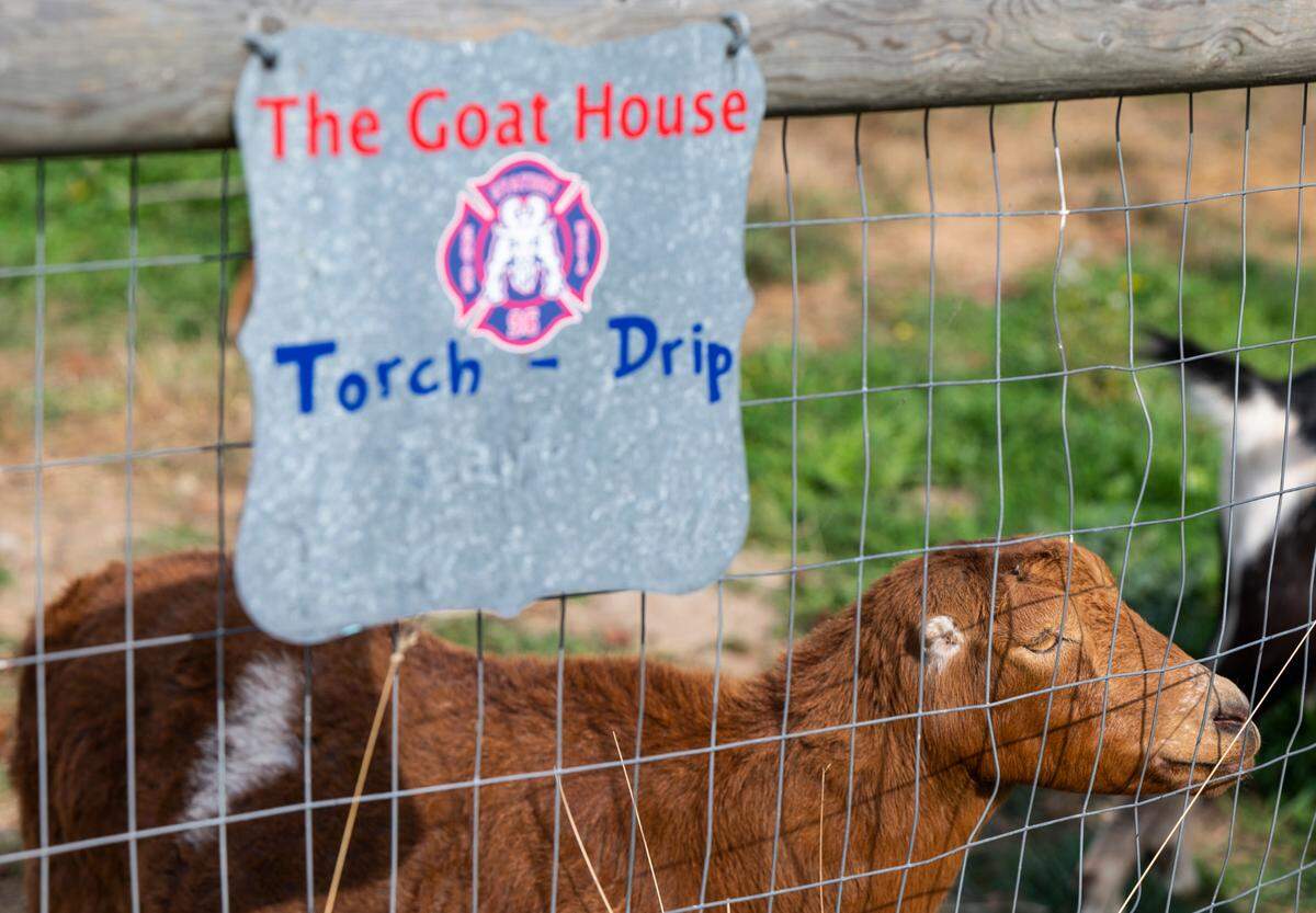 Torch the goat looks out through the fence in her enclosure at Graham Fire and Rescue Station 96 in Graham, Wash. on Oct. 4, 2022. Torch and Drip, the station’s other goat, were adopted by the firefighters to help them maintain the lawn surrounding the fire house. They have now become the station’s mascot and are part of the station’s logo that can be seen on the back of their firetrucks.