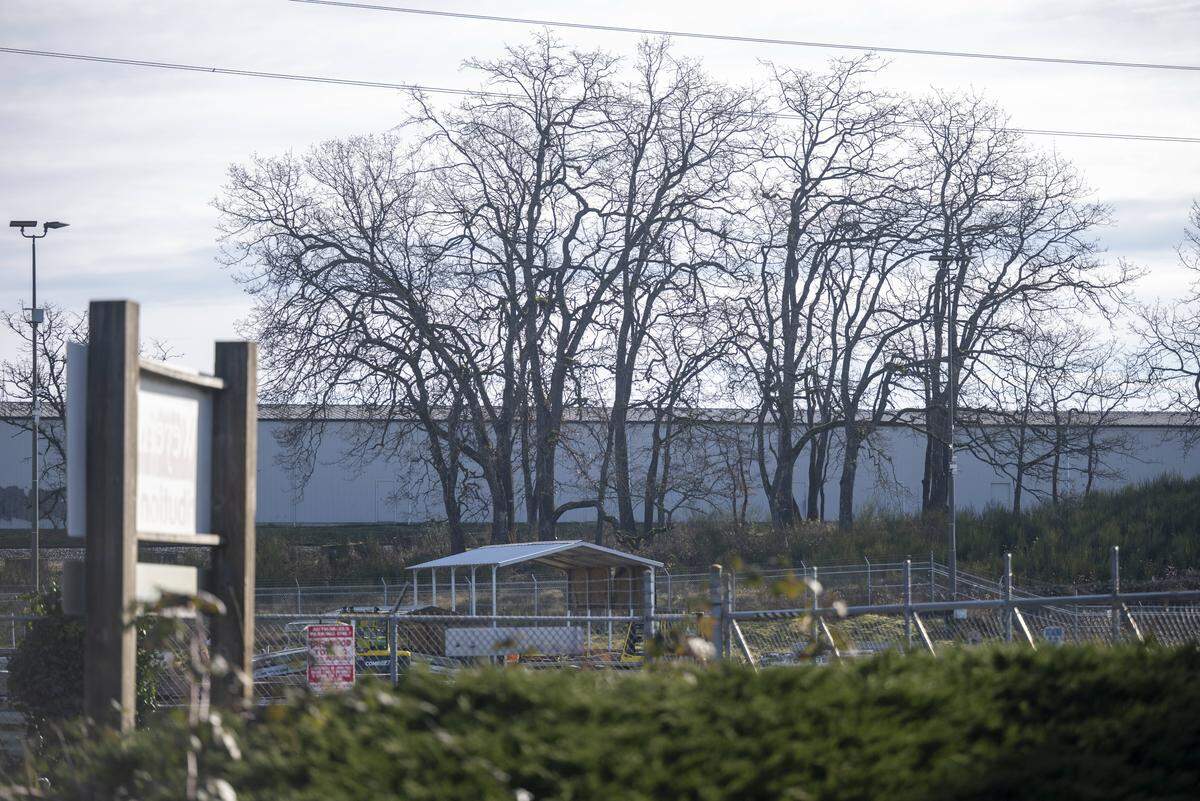 Trees are visible on a lot in Tacoma where a developer wants to build a new self-storage facility on Thursday, Feb. 12, 2026, in Tacoma, Wash. To do so, they'd have to cut down 37 Garry oak trees.