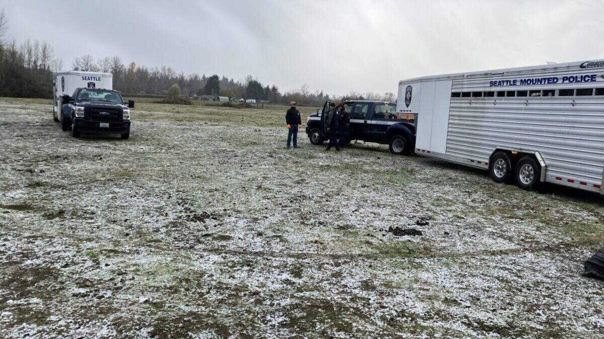 Twenty-seven horses were seized Nov. 28, 2022 in a Pierce County sheriff’s department animal cruelty investigation.