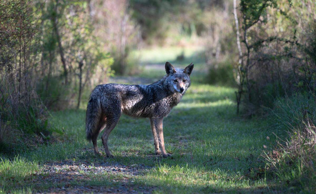 A coyote walks through a farm on Anderson Island, Washington, on Wednesday, May 10, 2023.