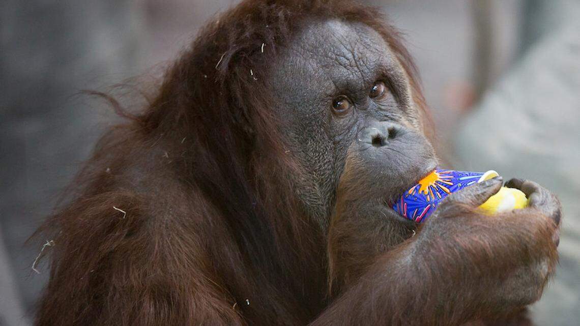 The Woodland Park Zoo’s oldest orangutan died on Dec. 14, 2021, while recovering from a reproductive surgery, zoo officials said. Melati was nearly 50 years old and had a 32-year-old son and a 40-year-old daughter.