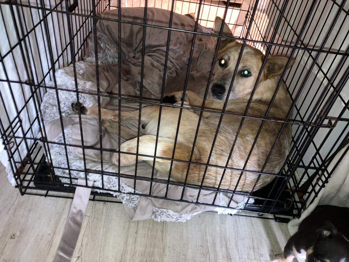 A dog in a cage shortly before being seized from a South Prairie property on Aug. 14, 2025. The Pierce County Sheriff’s Office seized 56 animals after reports of alleged mistreatment.