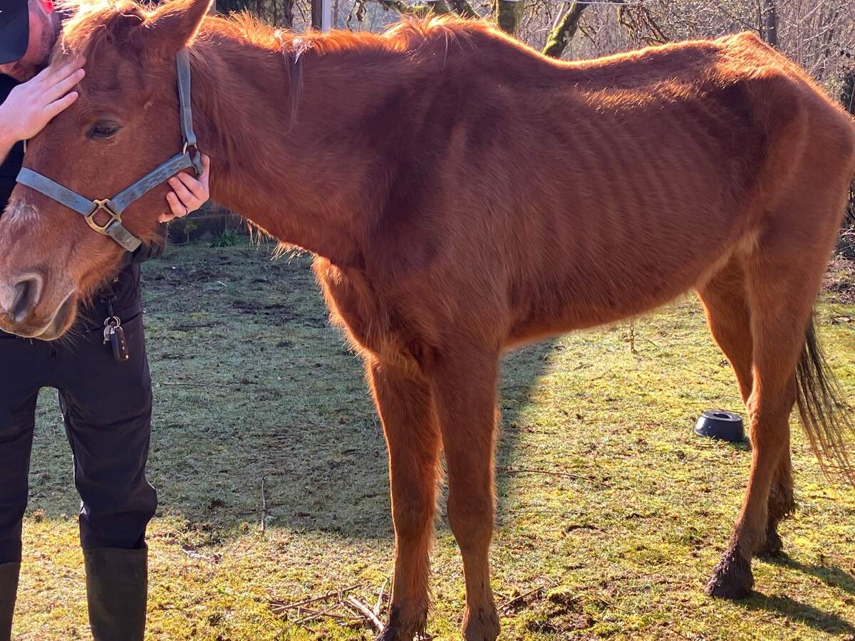 One of the Key Peninsula horses arrives at a rescue facility on March 14.