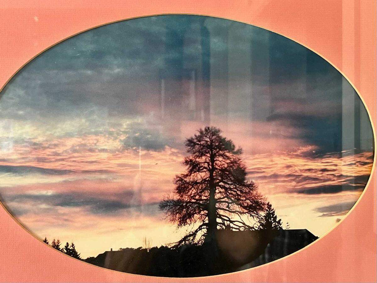 Dianna Hamilton took this framed photo of the chestnut tree at Stewart Elementary School in Puyallup in the 1980s. It hangs in the home of her neighbor, Jon Palto. Both live across from the school. They were sad to see crews fell the tree Aug. 17, 2023.