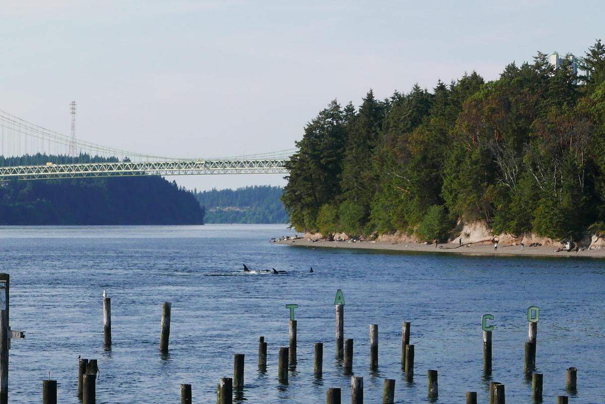 A view of whales passing by the property at Titlow Beach.