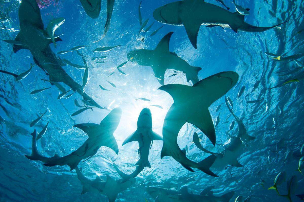 Silhouette of circling sharks