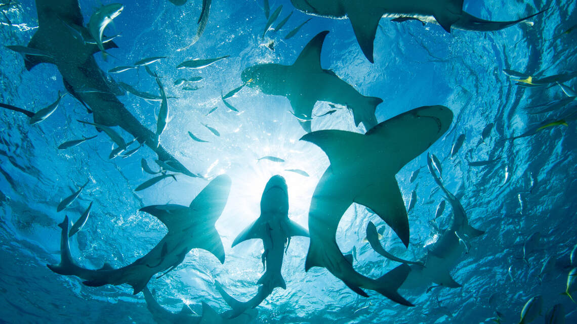 Shark attacks are on the rise worldwide, study says. How common are they in California?