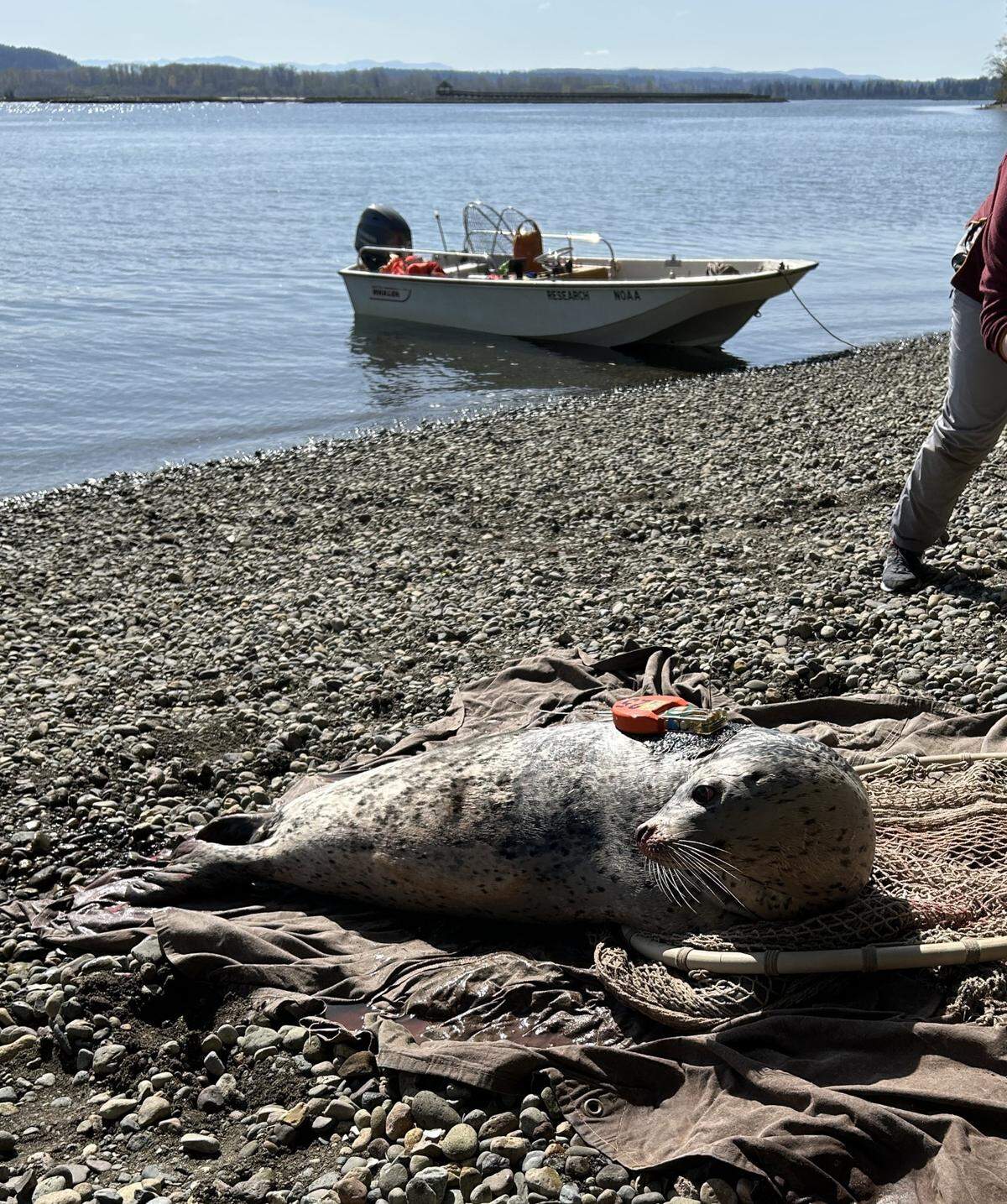 This image shows a harbor seal wearing a data-collecting device on its back at the Nisqually River.