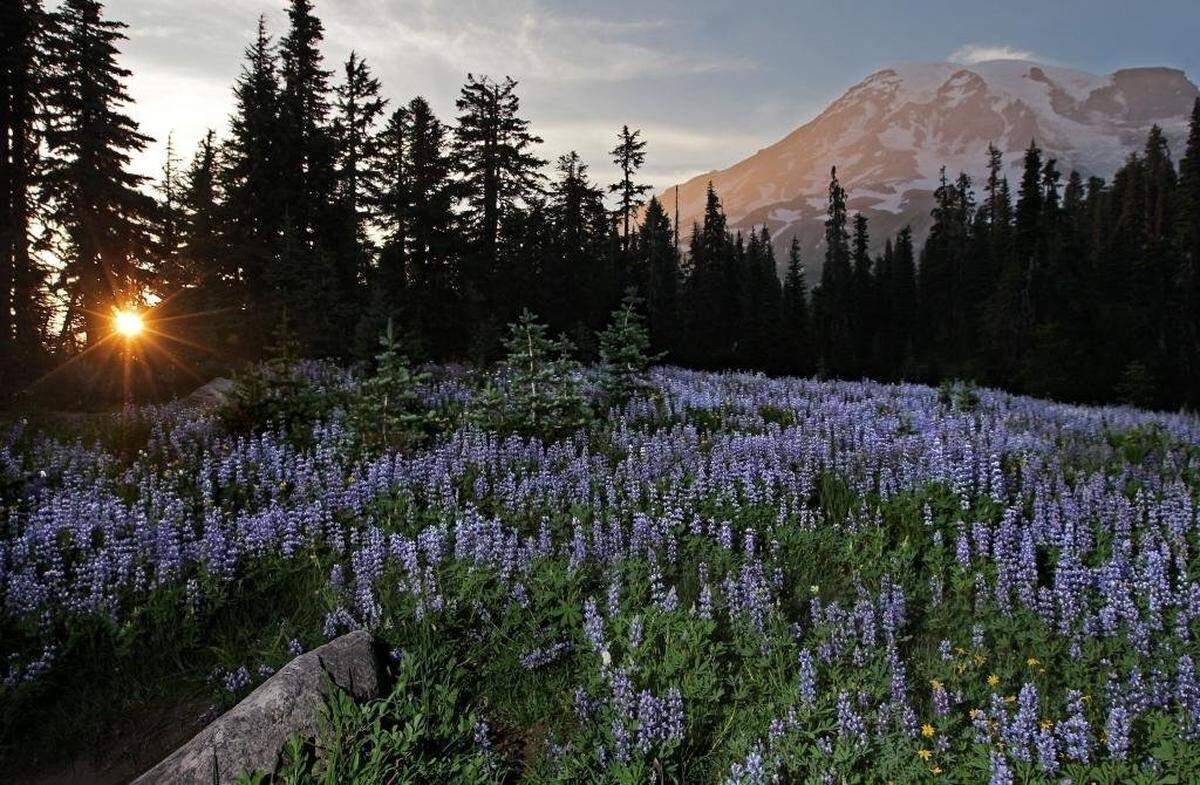  Paradise wildflowers at Mount Rainier National Park