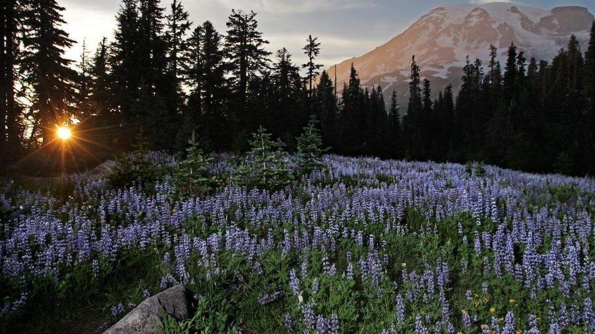 A federal hiring freeze could leave Washington’s national parks understaffed this summer.