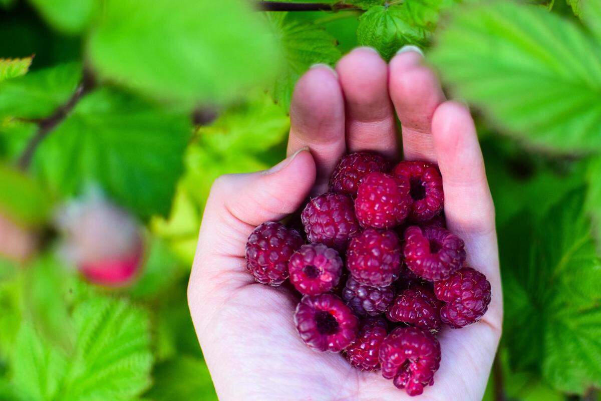 Berries from my garden in Tacoma, in late June 2021, before the heat wave.