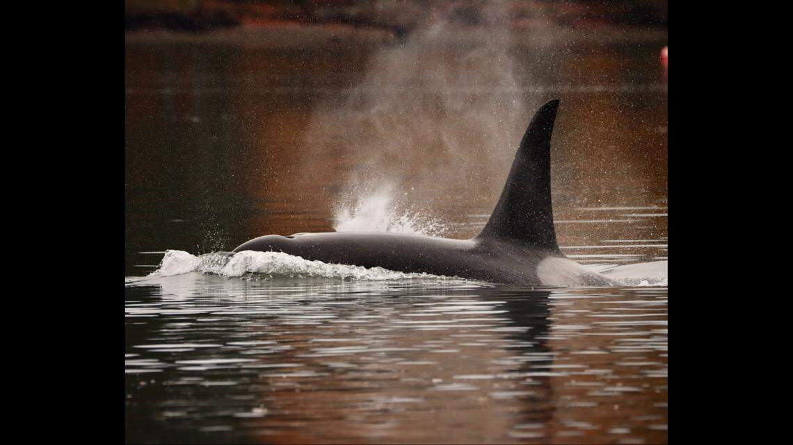 “To see whales in the middle of the channel is one thing. To see them so close that you practically reach out and touch them is another,” Martin said.
