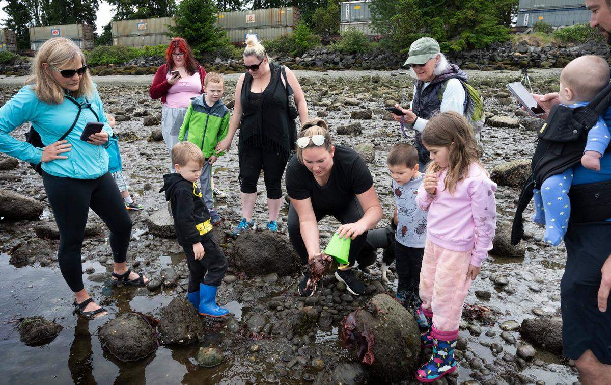 After seeing one octopus eaten by a seagull, the Tallon family decided to move a second one to deeper water after it was left exposed on the rocks during the negative low tide at Titlow Beach in Tacoma, Washington on Wednesday, June 15, 2022.