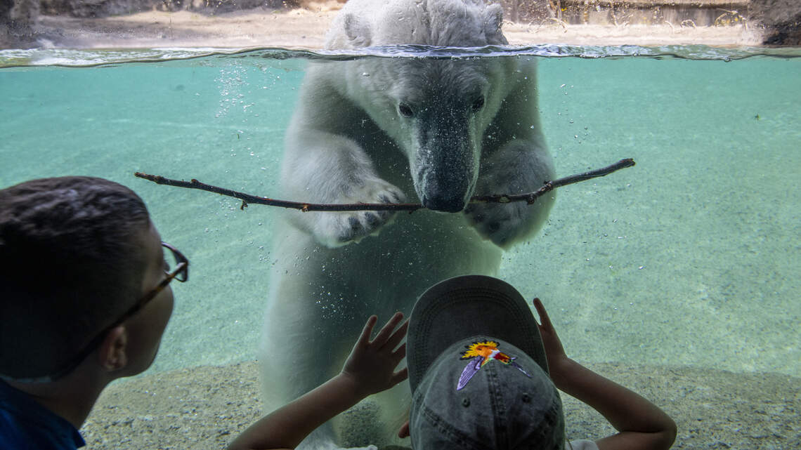 Point Defiance Zoo polar bear to leave Tacoma. Could she be the last?