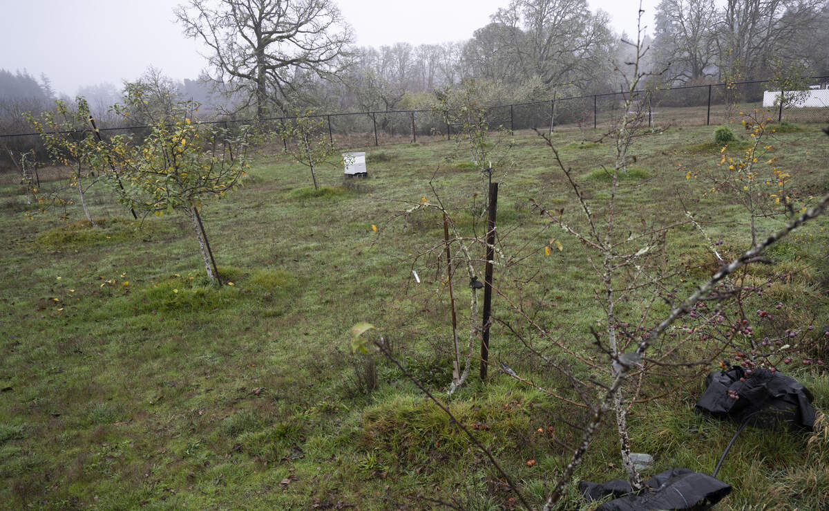 The DuPont Heirloom Orchard on Wednesday, Nov. 26, 2025 in DuPont, Wash.